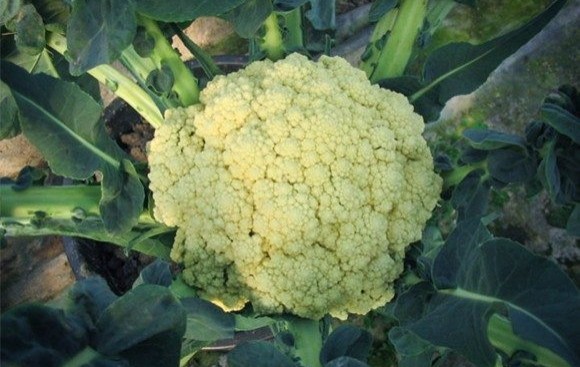 il broccolo di torbole lumile ortaggio dalle eccellenti caratteristiche organolettiche a5a0