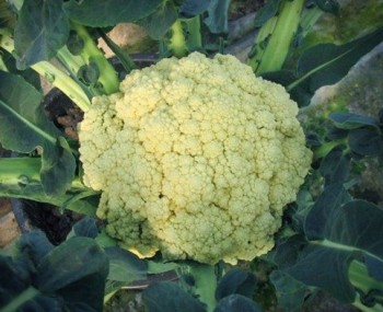 il broccolo di torbole lumile ortaggio dalle eccellenti caratteristiche organolettiche a5a0