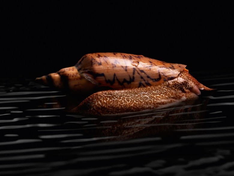 26 Alex Atala Sea Snail with Wakame and Tangerine Foam