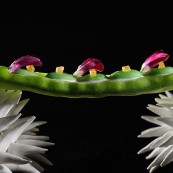 6 Jose Andread fava