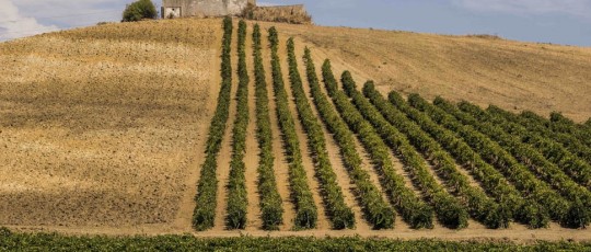 SiciliaDoc 25 1 credits ConsorzioDocSicilia