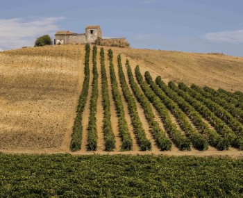 SiciliaDoc 25 1 credits ConsorzioDocSicilia