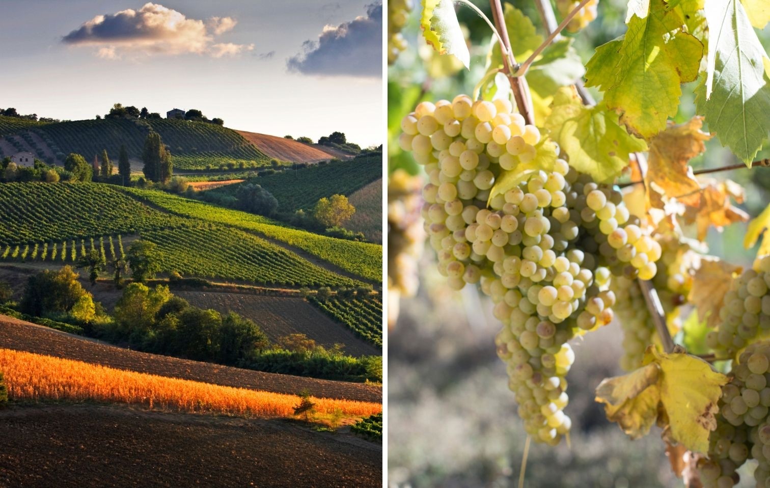 copertina vini bianchi verdicchio 2026 09 21 20 02 09