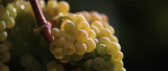 OK Grappolo Verdicchio 2