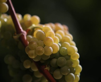 OK Grappolo Verdicchio 2