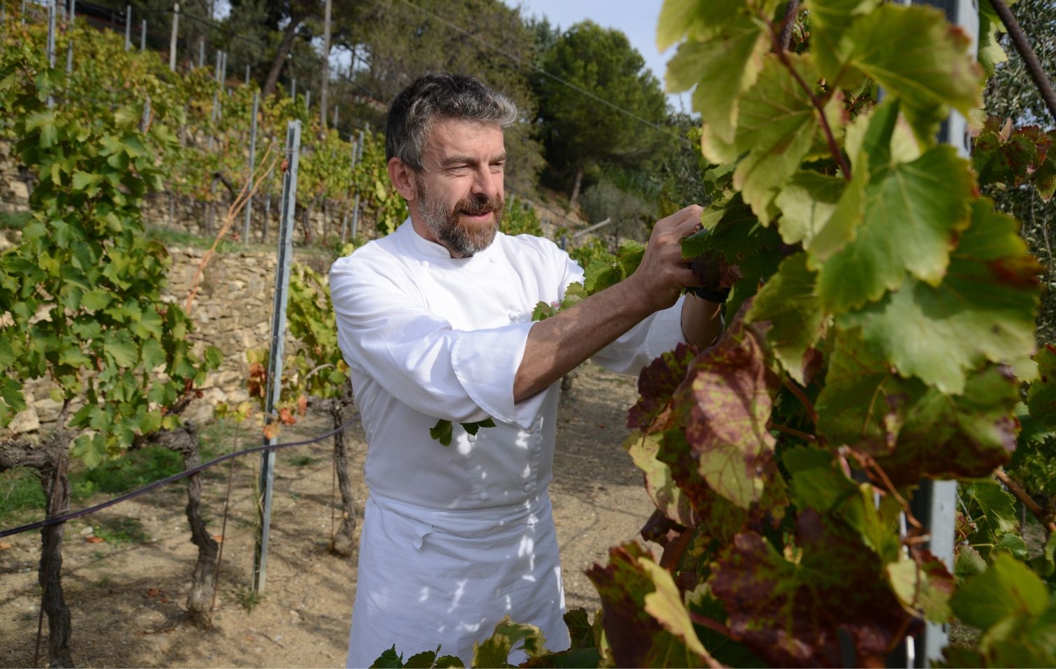 How Peq Agri is renewing Ligurian viticulture Wine Reporter